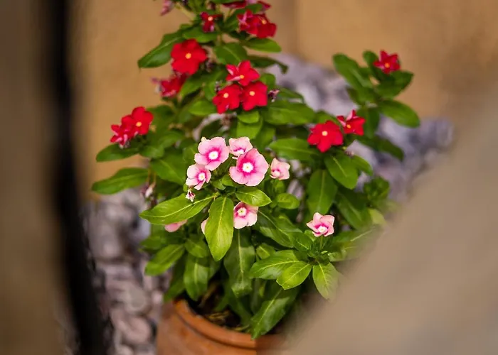 Apartment Scandinavian - Le Petit Bati *