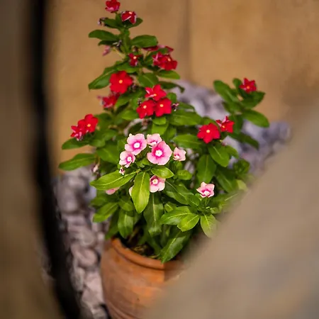 Appartamento Scandinavian - Le Petit Bati *